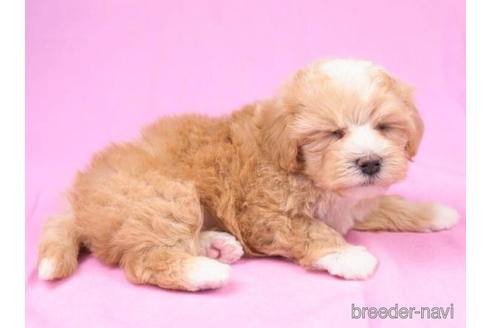 成約済の東京都のマルプー:マルチーズ×トイプードル-189235の3枚目